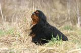 CAVALIER KING CHARLES 758